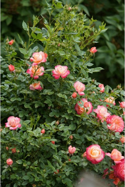 Троянда флорібунда ‘Бріоза’ (жовто-помаранчево-персикова)|Rosa floribunda ‘Briosa’|Роза флорибунда ‘Бриоза’ (желто-оранжево-персиковая)